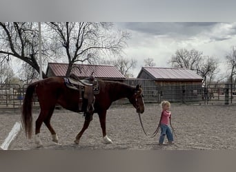 Mustang, Klacz, 15 lat, 150 cm, Cisawa