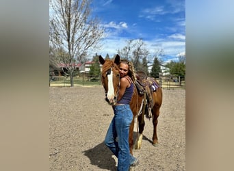 Mustang, Klacz, 15 lat, 150 cm, Cisawa