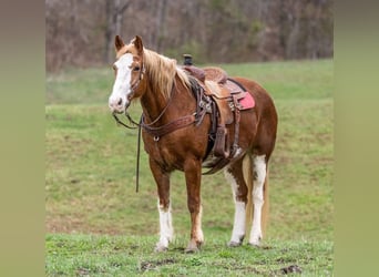 Mustang, Klacz, 15 lat, Ciemnokasztanowata