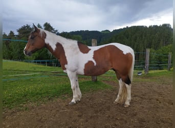 Mustang, Klacz, 19 lat, 153 cm, Srokata