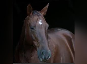 Mustang Mix, Klacz, 1 Rok, 153 cm, Kasztanowata