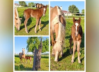 Mustang, Klacz, 1 Rok, 155 cm