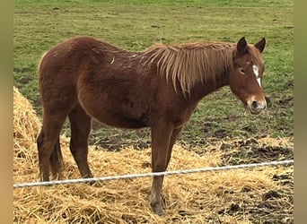 Mustang, Klacz, 2 lat, 150 cm, Ciemnokasztanowata