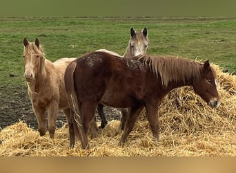 Mustang, Klacz, 2 lat, 150 cm, Ciemnokasztanowata