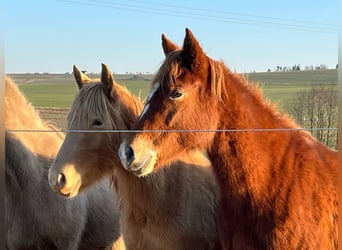 Mustang, Klacz, 2 lat, 150 cm, Ciemnokasztanowata