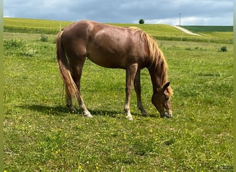 Mustang, Klacz, 2 lat, 150 cm, Ciemnokasztanowata