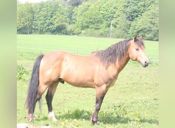 Mustang, Klacz, 2 lat, 150 cm, Ciemnokasztanowata