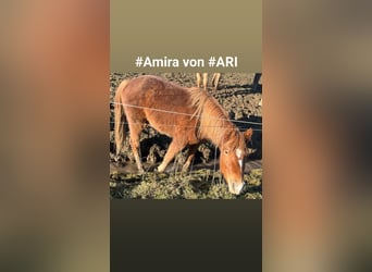 Mustang, Klacz, 2 lat, 150 cm, Ciemnokasztanowata