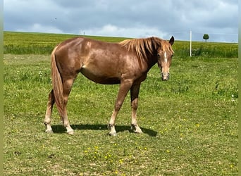 Mustang, Klacz, 2 lat, 150 cm, Ciemnokasztanowata