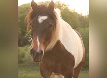 Mustang, Klacz, 2 lat, 157 cm, Tobiano wszelkich maści