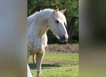 Mustang, Klacz, 3 lat, 152 cm, Izabelowata