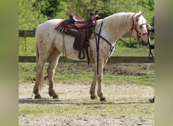 Mustang, Klacz, 3 lat, 152 cm, Izabelowata