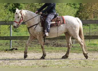 Mustang, Klacz, 3 lat, 152 cm, Izabelowata