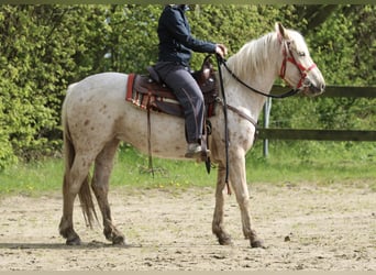 Mustang, Klacz, 3 lat, 152 cm, Izabelowata