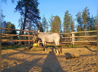 Mustang, Klacz, 3 lat, Siwa