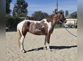 Mustang, Klacz, 4 lat, 143 cm, Srokata