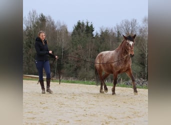 Mustang, Klacz, 5 lat, 143 cm, Tarantowata