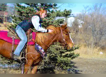 Mustang, Klacz, 6 lat, 142 cm, Cisawa