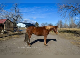 Mustang, Klacz, 6 lat, 142 cm, Cisawa