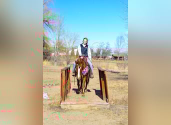 Mustang, Klacz, 6 lat, 142 cm, Cisawa