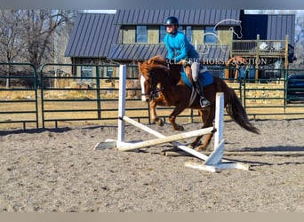 Mustang, Klacz, 6 lat, 142 cm, Cisawa