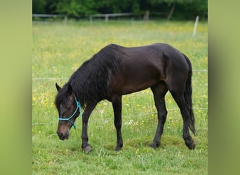 Mustang, Klacz, 6 lat, 153 cm, Ciemnogniada