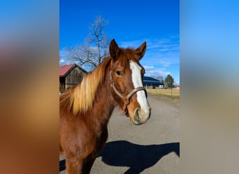 Mustang, Klacz, 7 lat, 142 cm, Cisawa