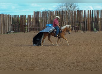 Mustang, Klacz, 7 lat, 147 cm, Izabelowata