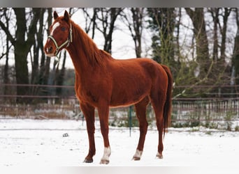 Mustang, Klacz, 7 lat, 154 cm, Kasztanowata