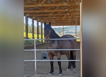 Mustang, Klacz, 8 lat, 152 cm, Gniadodereszowata