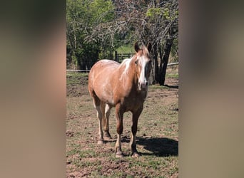 Mustang, Klacz, 8 lat, Srokata