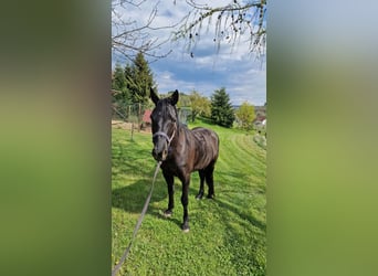 Mustang, Klacz, 9 lat, 145 cm, Kara