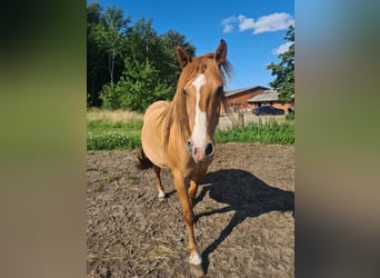 Mustang, Klacz, 9 lat, 155 cm, Bułana