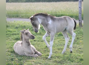 Mustang, Klacz, Źrebak (05/2023), 153 cm, Srokata