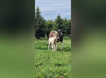 Mustang, Klacz, Źrebak (05/2026), 153 cm, Tobiano wszelkich maści