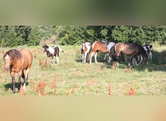 Mustang, Klacz, Źrebak (02/2023), 155 cm, Tobiano wszelkich maści