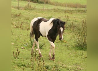Mustang, Klacz, Źrebak (02/2023), 155 cm, Tobiano wszelkich maści