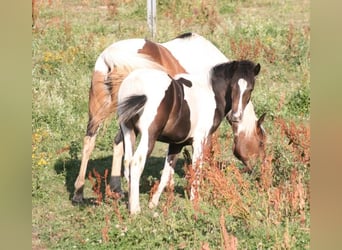 Mustang, Klacz, Źrebak (02/2023), 155 cm, Tobiano wszelkich maści