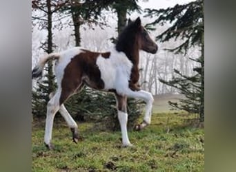 Mustang, Klacz, Źrebak (02/2023), 155 cm, Tobiano wszelkich maści