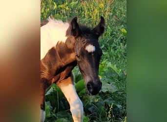 Mustang, Klacz, Źrebak (08/2023), 155 cm, Tobiano wszelkich maści