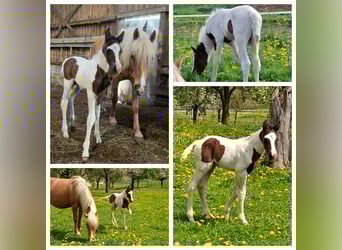 Mustang, Klacz, , 155 cm