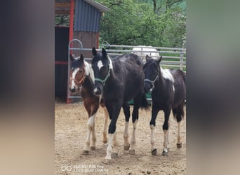 Mustang Mix, Ogier, 1 Rok, 145 cm, Ciemnogniada