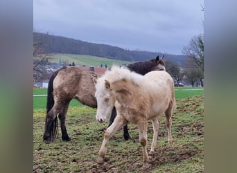 Mustang, Ogier, 1 Rok, 150 cm, Izabelowata