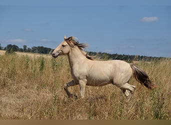 Mustang, Ogier, 1 Rok, 150 cm, Szampańska