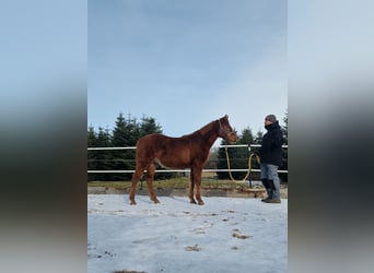 Mustang, Ogier, 1 Rok, 152 cm, Ciemnokasztanowata