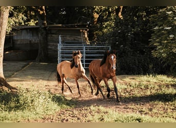 Mustang, Ogier, 1 Rok, 158 cm, Bułana