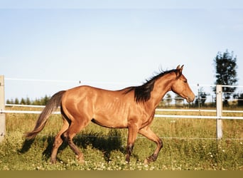 Mustang, Ogier, 1 Rok, 158 cm, Bułana