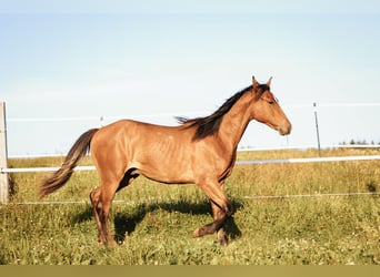 Mustang, Ogier, 1 Rok, 158 cm, Bułana