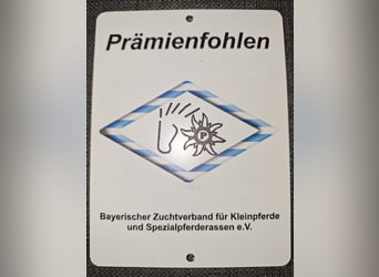 Mustang, Ogier, 3 lat, 158 cm, Jasnogniada