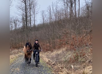 Mustang, Ogier, 7 lat, 149 cm, Jelenia